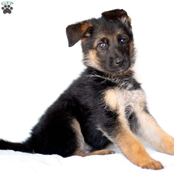 Ace, German Shepherd Puppy